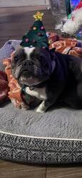 Reunited Female Dog last seen 15th and j, Lancaster, CA 93535