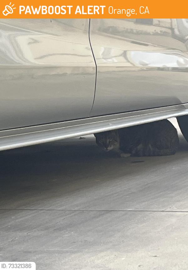 Found/Stray Unknown Cat last seen Chapman & hewes, Orange, CA 92869