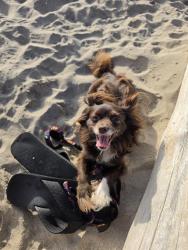 Lost Female Dog last seen Thompson and Borchard Midtown Ventura, Ventura, CA 93003