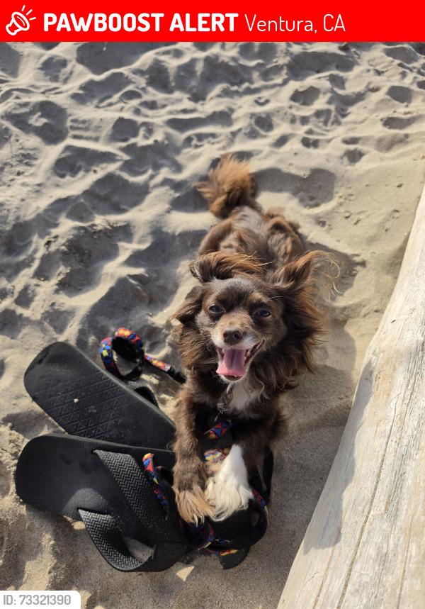 Lost Female Dog last seen Thompson and Borchard Midtown Ventura, Ventura, CA 93003