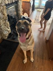 Reunited Male Dog last seen Markham rd, Seminole County, FL 32746