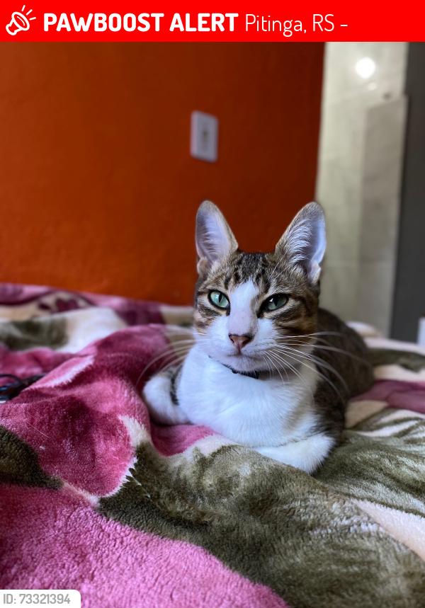 Lost Male Cat last seen rua dona Francisca Alves 24, Pitinga, RS 91796-042