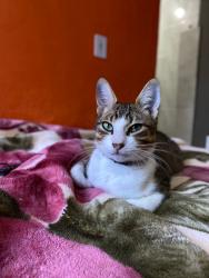 Lost Male Cat last seen rua dona Francisca Alves 24, Pitinga, RS 91796-042