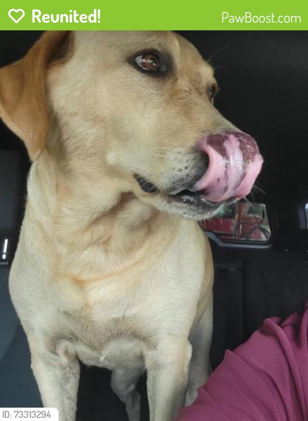 Reunited Female Dog last seen Near Novi Rd, Novi, MI 48377, Novi, MI 48377