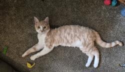 Lost Male Cat last seen Monnell Dr Roseland St Pine Valley Road, High Point, NC 27265