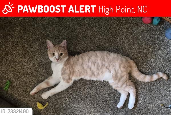 Lost Male Cat last seen Monnell Dr Roseland St Pine Valley Road, High Point, NC 27265