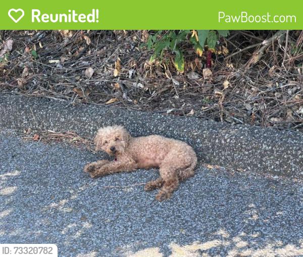 Reunited Unknown Dog last seen Jefferson Place apmts, Memphis, TN 38105