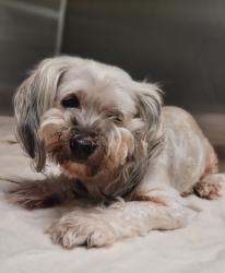 Shelter Stray Female Dog last seen , 14409 Vanowen St, Van Nuys, CA 91405, USA
