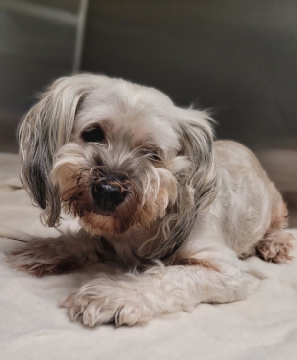 Shelter Stray Female Dog last seen , 14409 Vanowen St, Van Nuys, CA 91405, USA