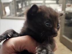 Shelter Stray Unknown Cat last seen , 14409 Vanowen St, Van Nuys, CA 91405, USA