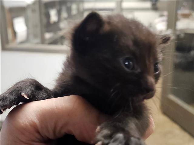 Shelter Stray Unknown Cat last seen , 14409 Vanowen St, Van Nuys, CA 91405, USA