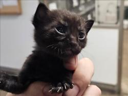 Shelter Stray Unknown Cat last seen , 14409 Vanowen St, Van Nuys, CA 91405, USA