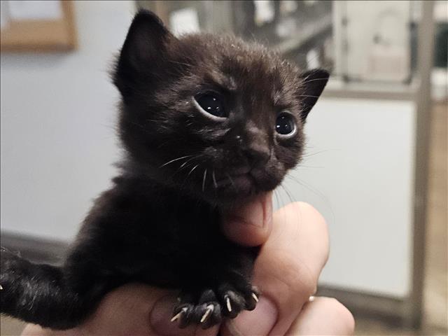 Shelter Stray Unknown Cat last seen , 14409 Vanowen St, Van Nuys, CA 91405, USA