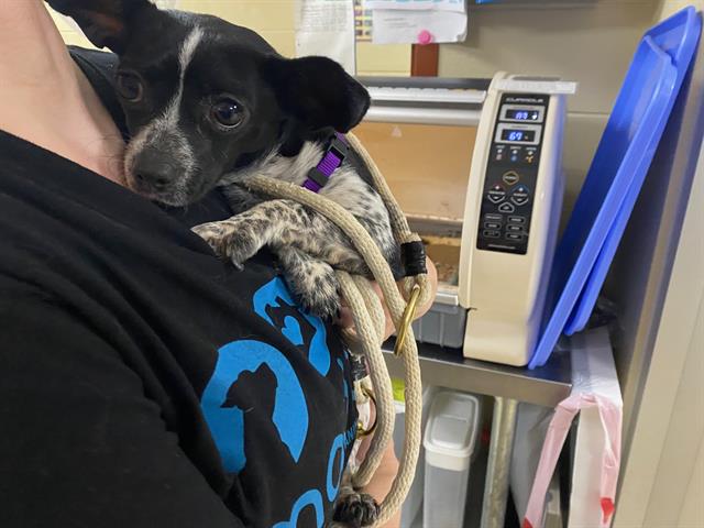 Shelter Stray Male Dog last seen Near BLOCK S 63RD ST, 3839 W Burnham St, West Milwaukee, WI 53215, USA