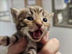 Shelter Stray Unknown Cat last seen , 14409 Vanowen St, Van Nuys, CA 91405, USA