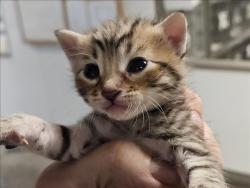 Shelter Stray Unknown Cat last seen , 14409 Vanowen St, Van Nuys, CA 91405, USA