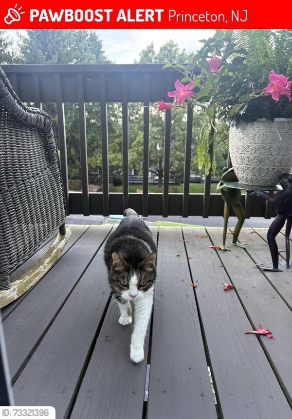 Lost Female Cat last seen Chicopee, Princeton, NJ 08540