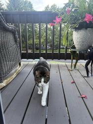 Lost Female Cat last seen Chicopee, Princeton, NJ 08540