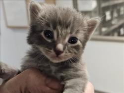 Shelter Stray Unknown Cat last seen , 14409 Vanowen St, Van Nuys, CA 91405, USA
