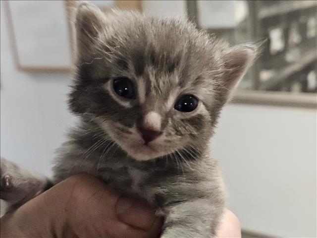 Shelter Stray Unknown Cat last seen , 14409 Vanowen St, Van Nuys, CA 91405, USA