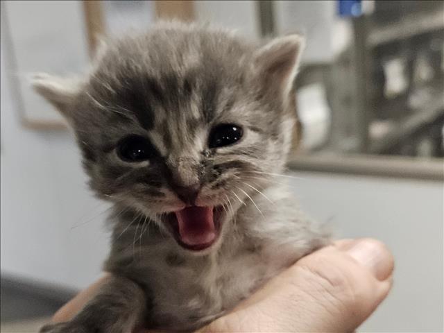 Shelter Stray Unknown Cat last seen , 14409 Vanowen St, Van Nuys, CA 91405, USA