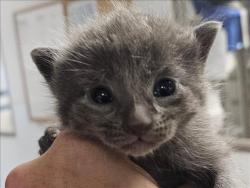 Shelter Stray Unknown Cat last seen , 14409 Vanowen St, Van Nuys, CA 91405, USA