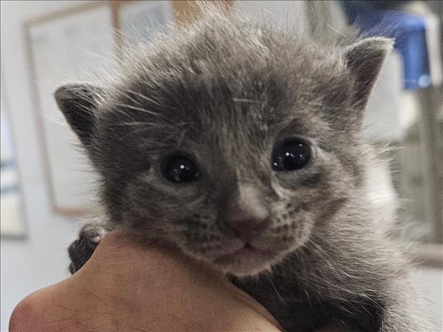Shelter Stray Unknown Cat last seen , 14409 Vanowen St, Van Nuys, CA 91405, USA