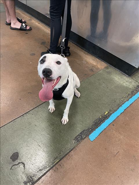 Shelter Stray Female Dog last seen , 14409 Vanowen St, Van Nuys, CA 91405, USA