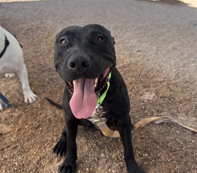 Shelter Stray Male Dog last seen , 4000 N Silverbell Rd, Tucson, AZ 85745, USA