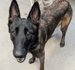 Shelter Stray Female Dog last seen , 4000 N Silverbell Rd, Tucson, AZ 85745, USA