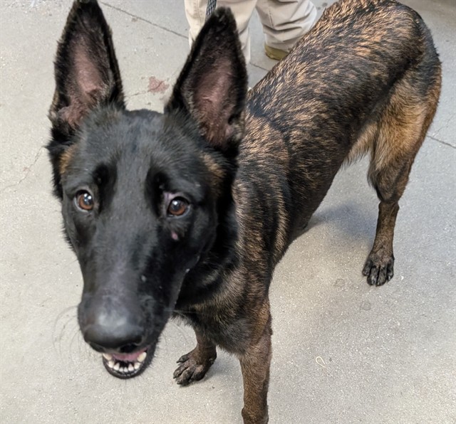 Shelter Stray Female Dog last seen , 4000 N Silverbell Rd, Tucson, AZ 85745, USA