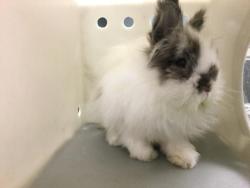 Shelter Stray Male Other last seen Near BLOCK SCOUT LN, RIVERSIDE CA 92501, 6851 Van Buren Boulevard, Jurupa Valley, CA 92509, USA