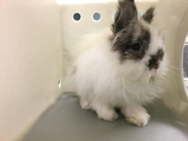 Shelter Stray Male Other last seen Near BLOCK SCOUT LN, RIVERSIDE CA 92501, 6851 Van Buren Boulevard, Jurupa Valley, CA 92509, USA
