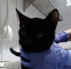 Shelter Stray Male Cat last seen DOLORES PARK / 19TH ST, 1419 Bryant St, San Francisco, CA 94103, USA