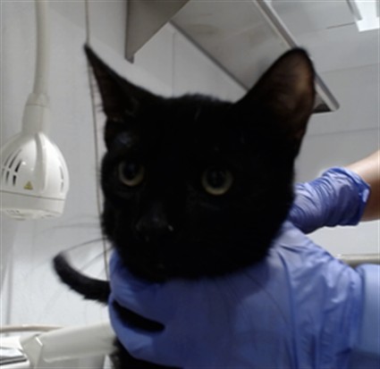 Shelter Stray Male Cat last seen DOLORES PARK / 19TH ST, 1419 Bryant St, San Francisco, CA 94103, USA