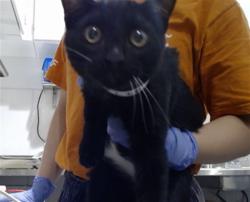 Shelter Stray Male Cat last seen DOLORES PARK / 19TH ST, 1419 Bryant St, San Francisco, CA 94103, USA