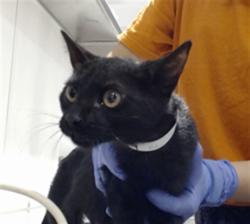 Shelter Stray Female Cat last seen DOLORES PARK / 19TH ST, 1419 Bryant St, San Francisco, CA 94103, USA