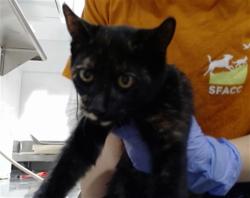 Shelter Stray Female Cat last seen DOLORES PARK / 19TH ST, 1419 Bryant St, San Francisco, CA 94103, USA