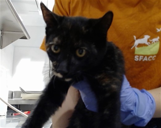Shelter Stray Female Cat last seen DOLORES PARK / 19TH ST, 1419 Bryant St, San Francisco, CA 94103, USA