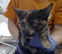 Shelter Stray Female Cat last seen DOLORES PARK / 19TH ST, 1419 Bryant St, San Francisco, CA 94103, USA