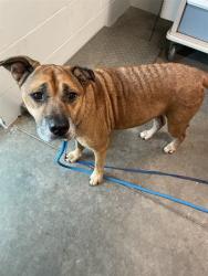 Shelter Stray Male Dog last seen CR 44A EUSTIS, 12280 County Rd 448, Tavares, FL 32778, USA