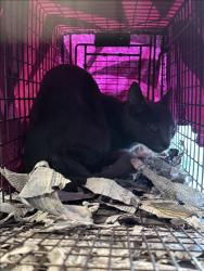 Shelter Stray Female Cat last seen , 11361 W Pico Blvd, Los Angeles, CA 90064, USA