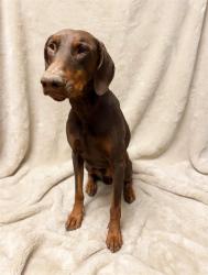 Shelter Stray Male Dog last seen , 38550 Sierra Hwy, Palmdale, CA 93550, USA