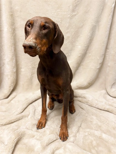 Shelter Stray Male Dog last seen , 38550 Sierra Hwy, Palmdale, CA 93550, USA