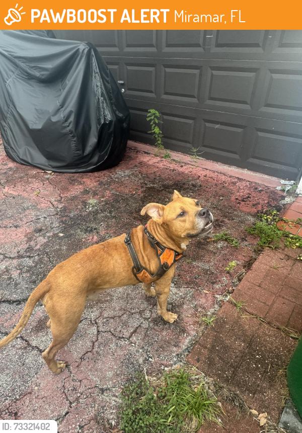 Found/Stray Male Dog last seen Shopping plaza few blocks away, Miramar, FL 33023