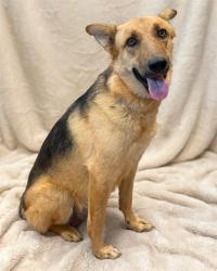 Shelter Stray Female Dog last seen , 38550 Sierra Hwy, Palmdale, CA 93550, USA