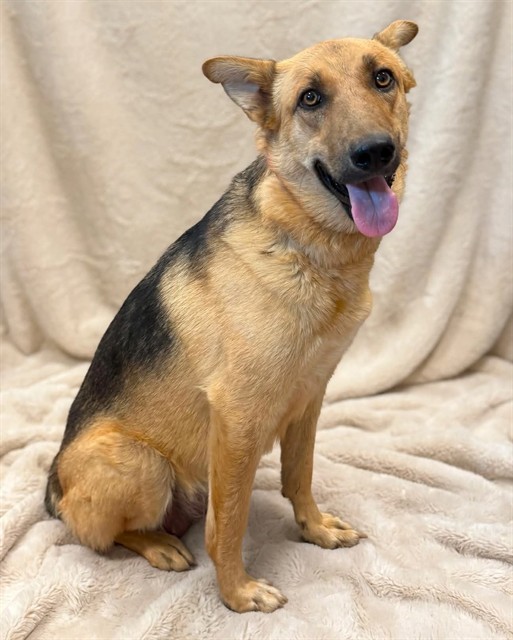 Shelter Stray Female Dog last seen , 38550 Sierra Hwy, Palmdale, CA 93550, USA