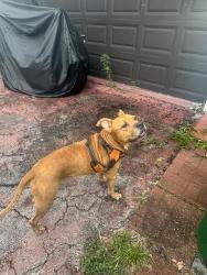 Found/Stray Male Dog last seen Shopping plaza few blocks away, Miramar, FL 33023