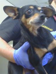 Shelter Stray Female Dog last seen WATT AVE/ MARCONI AVE, 95810, 3839 Bradshaw Rd, Sacramento, CA 95827, USA