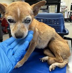 Shelter Stray Female Dog last seen , 600 Aviation Dr, Camarillo, CA 93010, USA